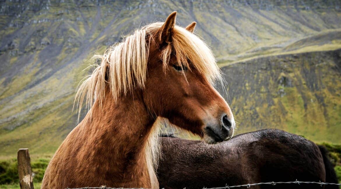 Lån til hest